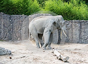 Elefant standing on the sand in the zoo