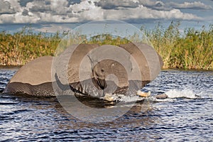 Elefant in swamp of Amboseli National Park Kenya East Africa