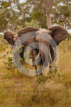 Elefant in swamp of Amboseli National Park Kenya East Africa