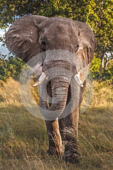 Elefant in swamp of Amboseli National Park Kenya East Africa