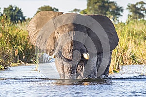 Elefant in swamp of Amboseli National Park Kenya East Africa