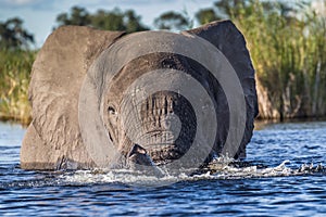 Elefant in swamp of Amboseli National Park Kenya East Africa