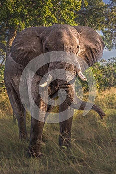 Elefant in swamp of Amboseli National Park Kenya East Africa