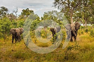 Elefant in swamp of Amboseli National Park Kenya East Africa