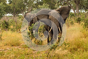 Elefant in swamp of Amboseli National Park Kenya East Africa