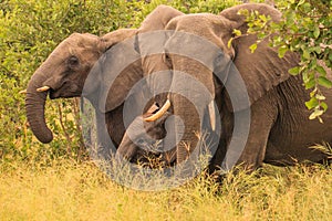 Elefant in swamp of Amboseli National Park Kenya East Africa