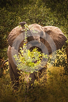 Elefant in swamp of Amboseli National Park Kenya East Africa