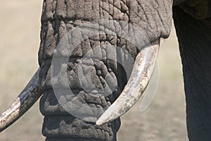 Elefant tusks photo