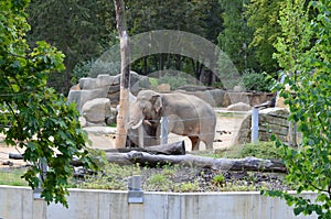 Elefant