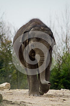 Elefant in zoo photo