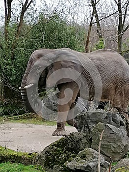 Elefant in Zoo duisburg