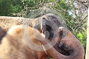 Elefant in zoo in Stuttgart in Germany