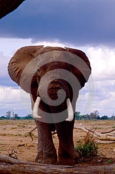 Elefante africano di savana loxodonta africana cyclotis amboseli kenia