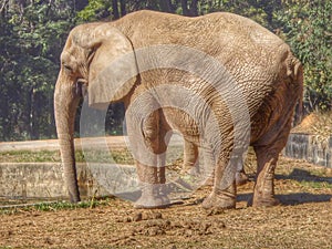 Elefante photo