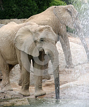 Elefante bebiendo photo