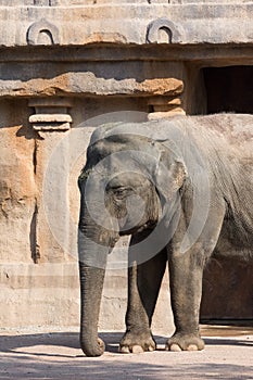 Big Indian elephant seen in profile on light background, vertical image. Grande elefante indiano visto di profilo su sfondo chiaro photo