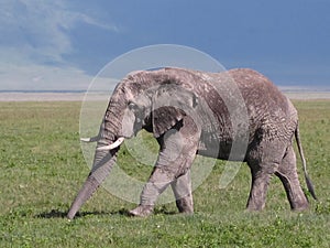 Elefante nel Parco del Serengeti photo