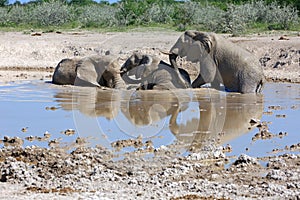Elefanten am Wasserloch photo