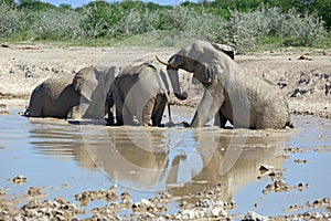 Elefantenherde photo
