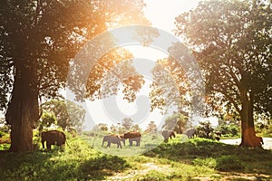 Elefants family herd grazing near the pond in national nature park Udawalawe, Sri Lanka