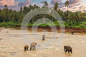 Elefants herd taking a bath in the local river water in Sri Lanka