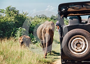 Elefants on safari in National Nature Park Udawalawe in Sri Lank photo