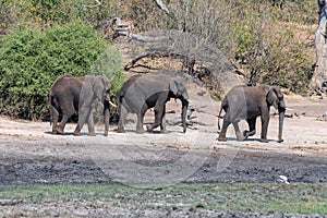 Elefants at the wetlands at the chobe river in Botswana in africa