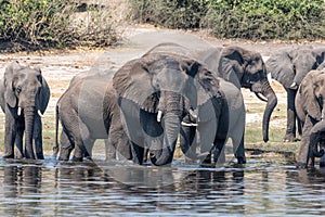 Elefants at the wetlands at the chobe river in Botswana in africa