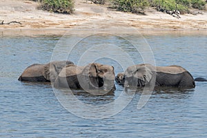 Elefants at the wetlands at the chobe river in Botswana in africa