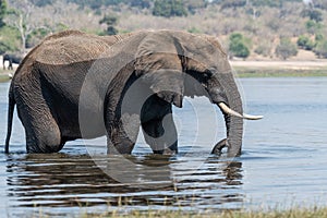 Elefants at the wetlands at the chobe river in Botswana in africa