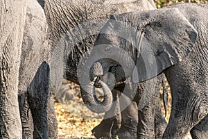 Elefants at the wetlands at the chobe river in Botswana in africa