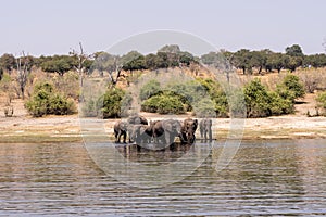 Elefants at the wetlands at the chobe river in Botswana in africa