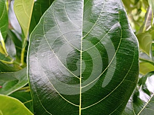 An elegan motif from jack fruit leaf