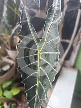 Elegan uniqe leaf in dark green