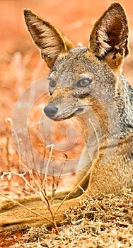 The elegance of the Black-backed jackal