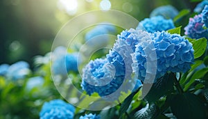 The elegance of blue hydrangea flowers in a garden, their vibrant colors enhancing the natural beauty