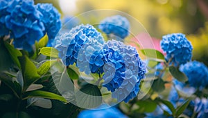 The elegance of blue hydrangea flowers in a garden, their vibrant colors enhancing the natural beauty