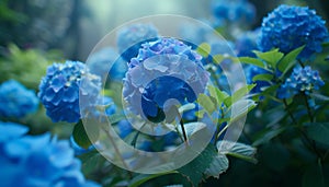 The elegance of blue hydrangea flowers in a garden, their vibrant colors enhancing the natural beauty