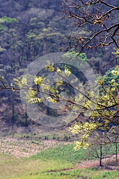 The elegance of the branch