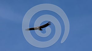 Elegance in the flight of the griffon vulture (gyps fulvus)