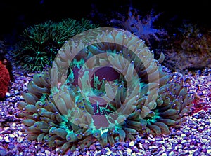Elegance LPS Coral Catalaphyllia jardinei