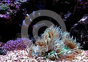 Elegance LPS Coral Catalaphyllia jardinei