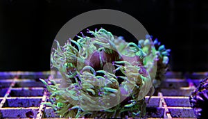 Elegance LPS coral isolated image - Catalaphyllia Jardinei photo