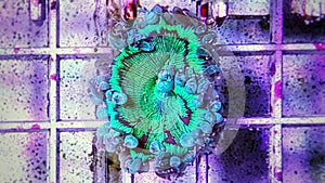 Elegance LPS coral isolated image - Catalaphyllia Jardinei photo
