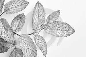 the elegance of mint leaves in line art