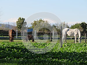 Cavalli nel recinto photo