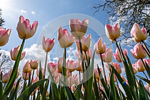 Elegance: Tulipa fosteriana (Foster\'s Tulip) in the Embrace of a Blue Sky