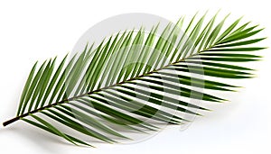 Elegance Unveiled: A Majestic Palm Leaf on White