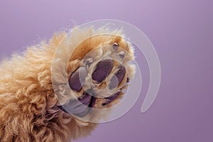 Elegance in Violet A Poodles Paw