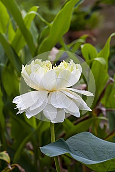 Elegance white lotus blooming with green leaves. solf clean water lilly petal blossom peaceful